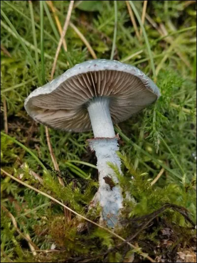 Il a le chapeau visqueux à glutineux en milieu humide, bleu-vert au début et il se décolore de jaunâtre. Sa sporée est brune, ambrée et il pousse en septembre et octobre. Son nom est...