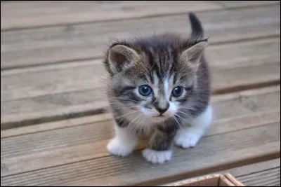 Tu viens de naître et tu es un chaton nommé Petite Églantine. Tu as un frère et une sur : Petite Forêt et Boule Noire. Boule Noire est petit et maigre. Petite Forêt se moque de lui ! Comment réagis-tu ?