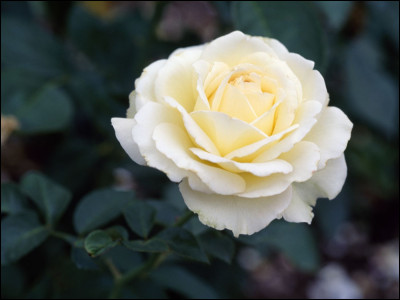 Quelle est la couleur du cur de cette rose ?