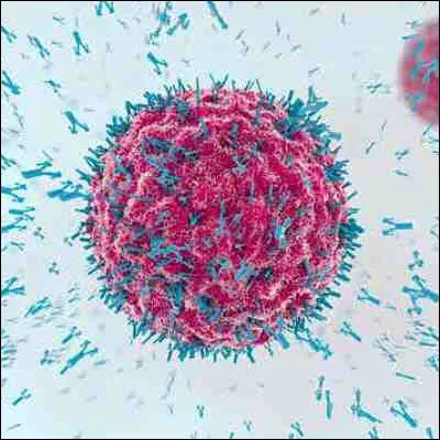 Quels globules blancs, situ&eacute;s essentiellement dans les ganglions et la rate, s&eacute;cr&egrave;tent des anticorps ?