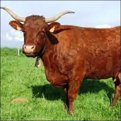 Quelle race bovine originaire d�Auvergne poss&egrave;de une robe rouge bordeaux ?
