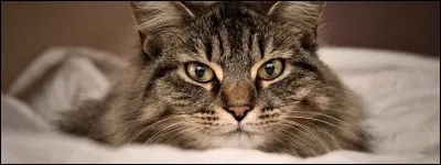 Es-tu une femelle ou un mâle ?