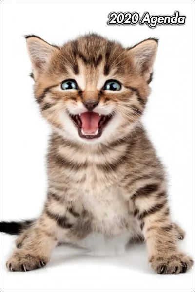 Quelle est ta qualité en tant que chat ?