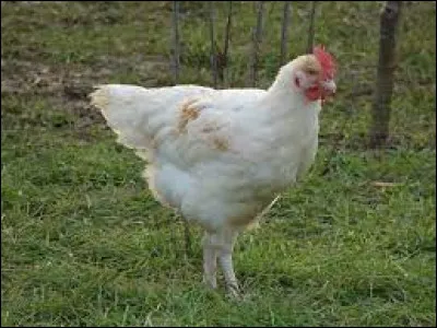 Un poulet est-il toujours mâle ?