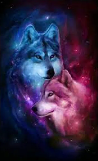 Sur quels continents se trouvent les loups ?