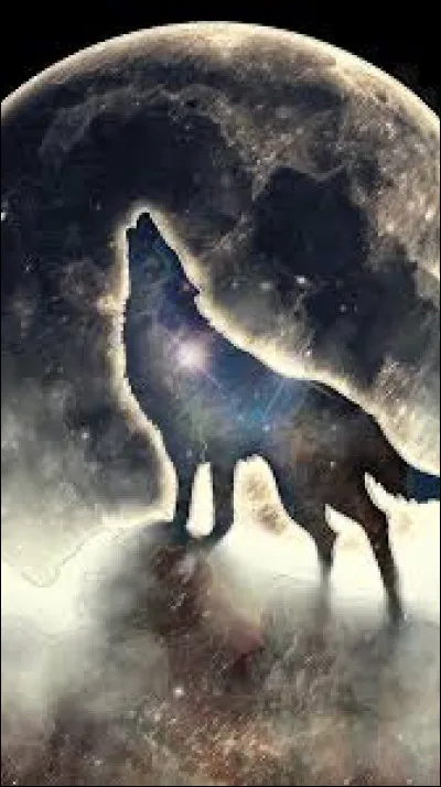 Pourquoi le loup hurle-t-il ?