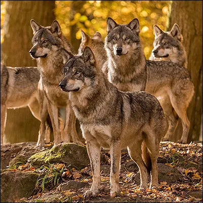 De combien de loups en moyenne est composée une meute ?