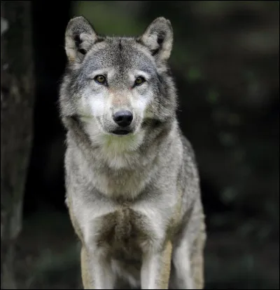 Tu es poursuivie par un loup, quelle est ta réaction ?