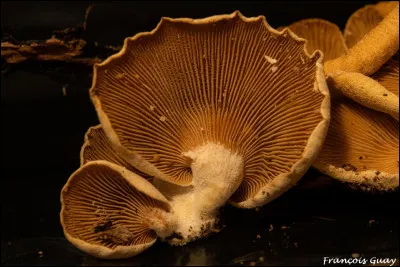 Cette espèce a un chapeau qui fait jusqu'à 4 cm, beige, brunâtre à ocre chamois, spatulé, réniforme à flabelliforme. Sa saveur est poivrée à âcre et astringente. Elle a une sporée blanchâtre, est non comestible et ses lames brunâtres sont luminescentes. Son nom est...