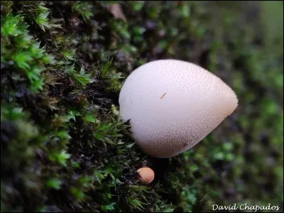 Un très rare. Le plus petit du genre Lycoperdon connu en Amérique du Nord. Pouvez-vous l'identifier ?