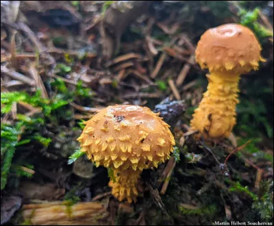 Cette espèce a une sporée brune, rouille, un chapeau jaune, des écailles jaunes fibrilleuses relevées, des lames jaunes qui deviennent brunâtres au froissement et elle pousse sur bois pourri de conifères. Son nom est...