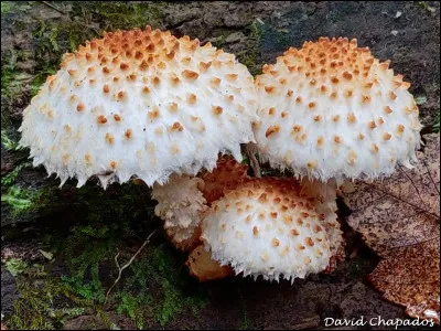 Son chapeau n'a pas l'aspect ébouriffé, ses lames n'ont pas de reflet verdâtre à maturité. Les écailles sur son chapeau sont presque épineuses surtout au centre. Son nom est...