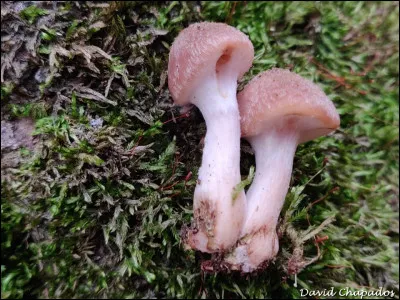 Cette espèce a un pied élargi vers l'apex et renflé vers la base. Elle a un voile partiel cortinoïde qui laisse une zone annuliforme sur le pied ou parfois un anneau fragile et éphémère blanc avec marge jaune. Son nom est...