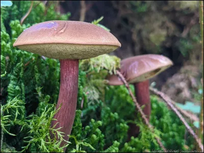Cette espèce a le chapeau brun, rougeâtre, et un pied concolore au chapeau. Son pied a souvent l'aspect ''imitation bois''. Sa face poroïde est jaunâtre et elle bleuit au froissement. Il est mycorhizien sur sol des forêts de conifères et pousse souvent sur les souches. Finalement, c'est un très bon comestible. Son nom est...