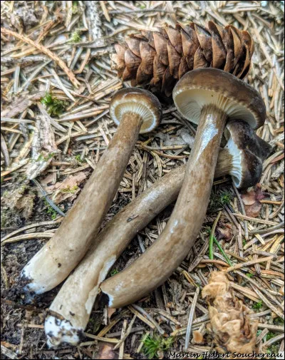 Un lactaire qui a un chapeau brunâtre, velouté et souvent papillé. Son latex est blanc, a une saveur douce et tache la chair de rose orangé, surtout à la base du pied. Son pied est concolore au chapeau ou un peu plus pâle. C'est un très bon comestible qui pousse sous conifères en milieux humides. Son nom est...