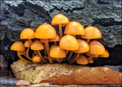 Cette espèce est collante et tache les doigts d'orangé à la manipulation. Elle pousse sur bois de feuillu, a une sporée blanche et une saveur indistincte. Son nom est...