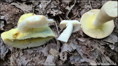 Ce bolet a un chapeau pâle (beige saumoné). La face poroïde du jeune ne bleuit pas habituellement, un peu plus vieux elle brunit et lorsque les pores sont ouverts c'est à ce moment qu'elle bleuit au froissement. Il pousse sous chênes et hêtres et c'est un bon comestible. Son nom est...