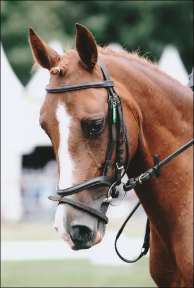 Ta selle préférée, c'est :