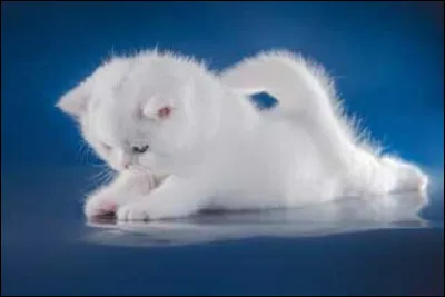 Près de plusieurs lunes plus tard, Fleur de Lune, la guérisseuse te nomme guérisseur à part entière. Mais, tu vois que Nuage de Neige, maintenant Cur de Neige, est triste.