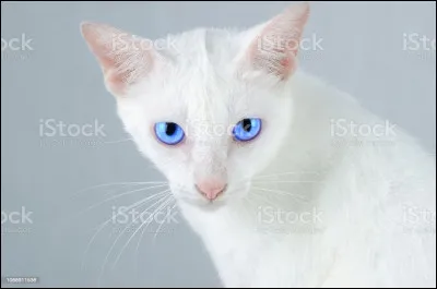 Tu vas à l'assemblée en tant que guérisseur à part entière. Un mâle vient vers toi et se présente : 

- Bonjour ! Je m'appelle il Crystalin, guérisseur du clan de L'Ombre ! Tu lui réponds...