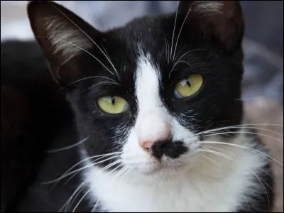 Imagine que tu t'échappes. Ta mère l'apprend et va en parler à Étoile Inoubliable. Elle décide de retarder votre baptême. Nuage de Panthère vous nargue. Que fais-tu ?