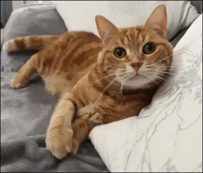 Ta mère, Fleur d'Eglantine a déjà eu 2 autres portées. Ton grand frère, Blé des Champs, vient te voir et t'annonce qu'Étoile Inoubliable va te baptiser aujourd'hui !