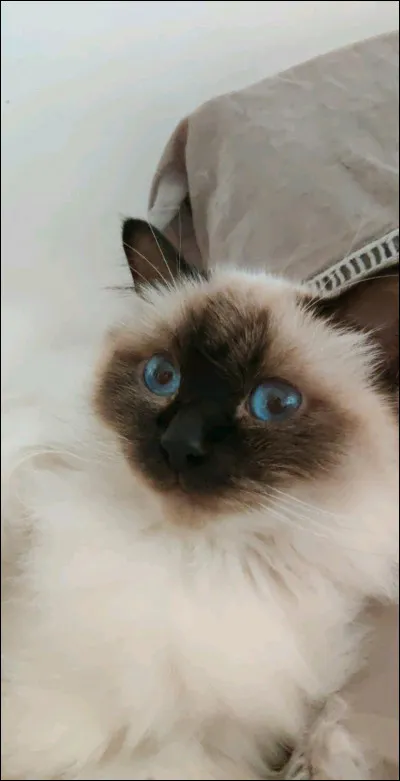 Ton autre frère, il de Ciel t'annonce que seul toi sera nommé apprenti ! Pas Petit Tigre !