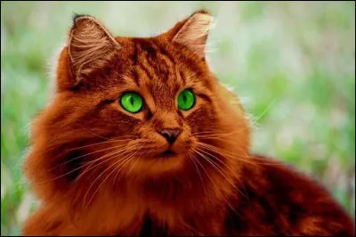 Ton mentor s'appelle Aube qui naît au zénith.Surnomé Aube. Il vient de la tribu de l'Eau Vive !