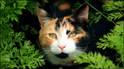 Une bataille éclate entre ton clan et celui de l'Ombre. Tu réussis à blesser un chat. Tes pattes ensanglantées brouillent ta vision et tu tombes dans les pommes !