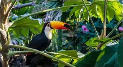 Où se situe la plus vaste jungle du monde ?