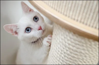 Bien sûr, de quelle couleur sont ses yeux ?