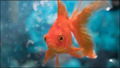 D'après une croyance populaire, combien de temps dure la mémoire d'un poisson rouge ?