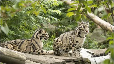 Quelle est la durée de la gestation ?