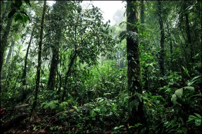 Quel est son habitat ?