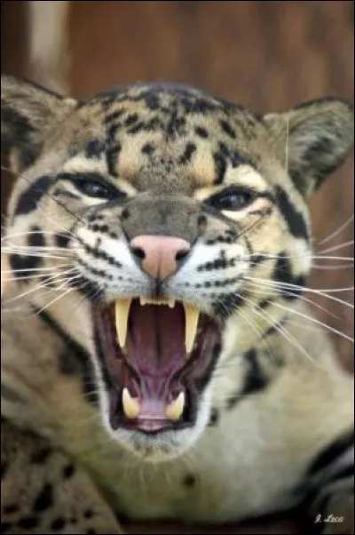 Combien de centimètres font ses crocs ?