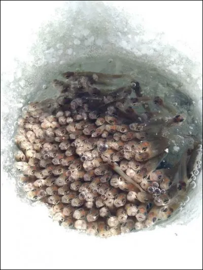 En quelle année la tristement célèbre structure du barrage de Malpasset s'est-elle effondrée ?