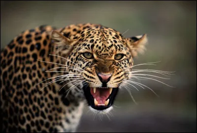 Quelle est la principale menace pour le léopard ?