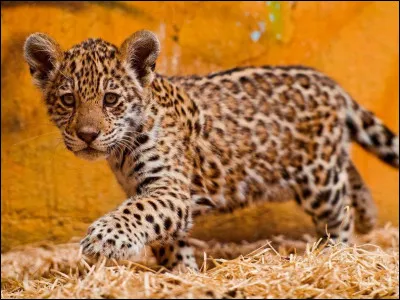 À quel âge, les bébés, ouvrent-ils les yeux ?