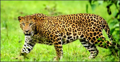 Quelle sous-espèce de léopard nexiste pas ?