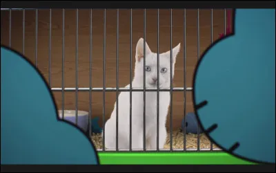 Quel animal ne supporterais-tu pas de garder en cage ?