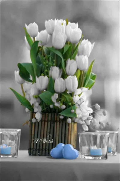 Quand fleurissent les tulipes, ou plutôt pour quelle occasion pourrez-vous en cueillir pour les offrir ?