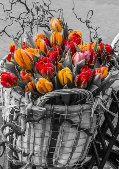 Les tulipes se déclinent en une infinité de couleurs... mais existe-t-il des tulipes noires (ou presque) ?