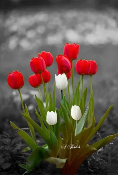 Et enfin dans quelle ville pourrez-vous admirer les plus grands champs de tulipes ?