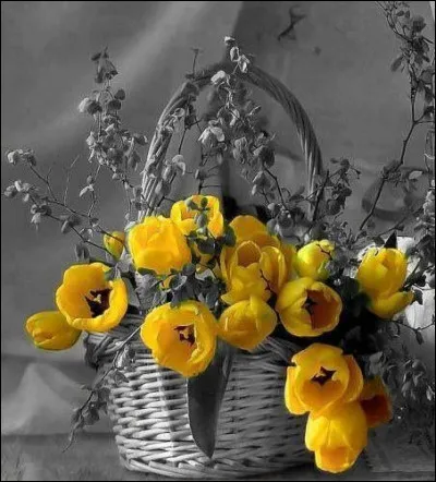 Où s'est déroulée la révolution des tulipes qui renversa le président Akaïev, en 2005 ?