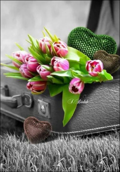 De quel pays la tulipe est-elle le symbole national ?