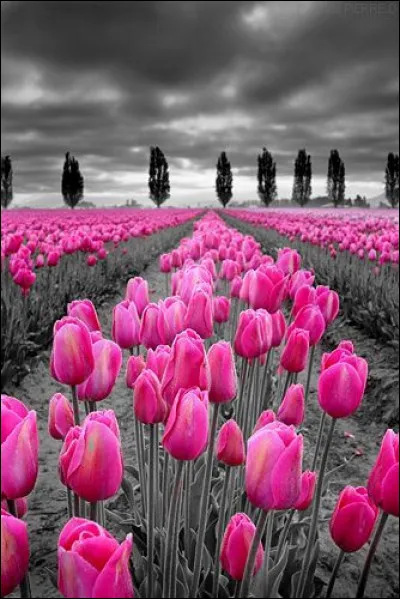 Quel pays est le plus grand producteur de tulipes, au monde ?