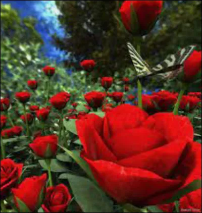 Quelle créature du Pays des contes voudrais-tu être ?