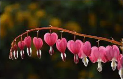 Dans quel monde aimerais-tu vivre ?