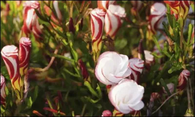 Quel est ton animal totem (ou celui qui se rapproche le plus de ton animal totem) ?