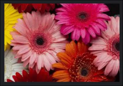 SVT - Quels sont les trois grands groupes alimentaires ?